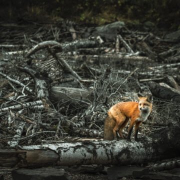 Zorro parado sobre un tronco seco en un paisaje devastado por la deforestación, rodeado de ramas y árboles caídos.