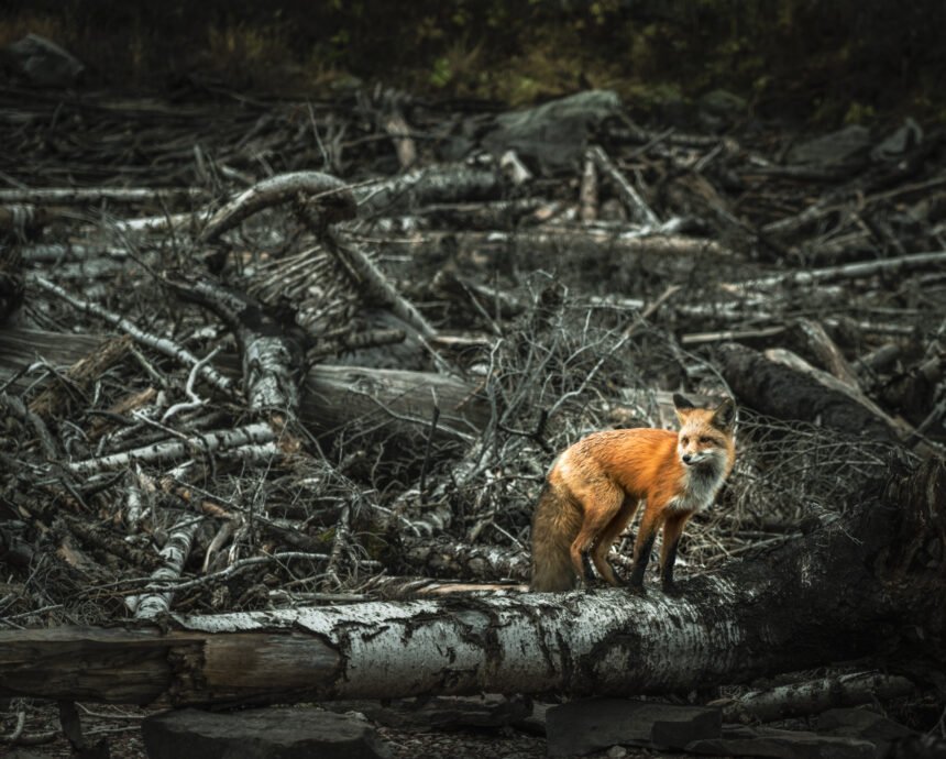 Zorro parado sobre un tronco seco en un paisaje devastado por la deforestación, rodeado de ramas y árboles caídos.