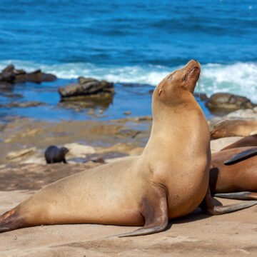 Elefante marino del sur descansando sobre una costa rocosa, con el mar de fondo.