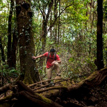 Persona caminando entre árboles en un bosque denso, con vegetación frondosa y suelo cubierto de ramas caídas.