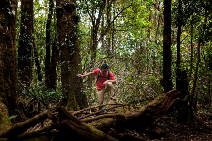 Persona caminando entre árboles en un bosque denso, con vegetación frondosa y suelo cubierto de ramas caídas.