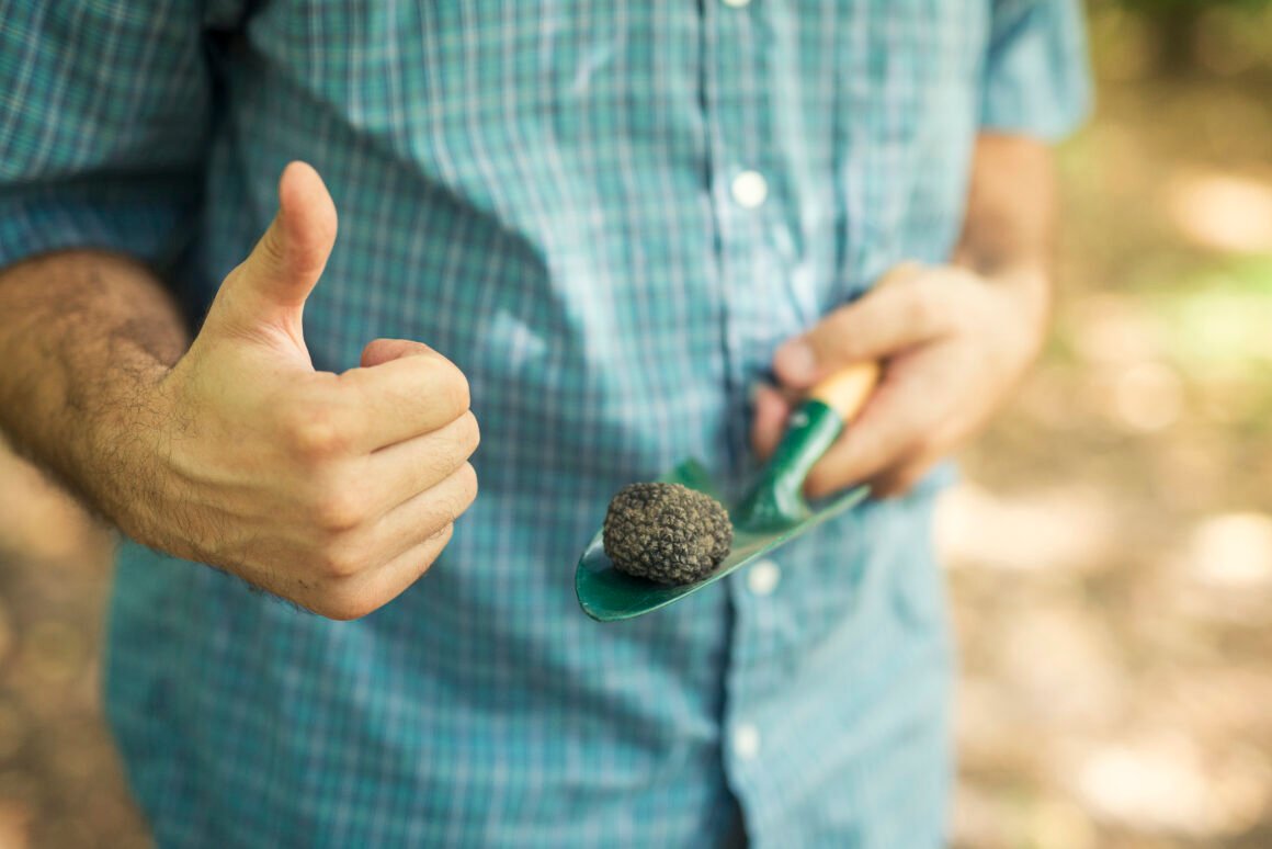 Tesoro negro de la tierra Hombre sostiene una trufa negra sobre una pala y levanta el pulgar en señal de éxito.