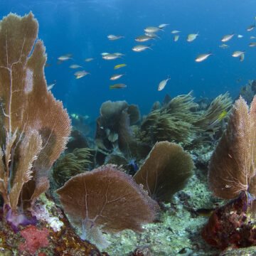 Ecosistema marino con corales abanico y peces tropicales Arrecife submarino con corales abanico marrones y un cardumen de peces tropicales nadando en aguas claras