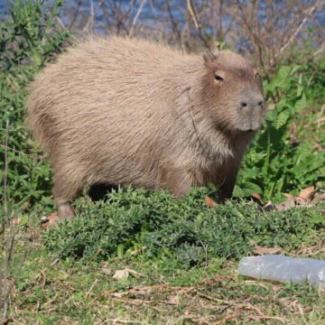 Carpincho en hábitat natural afectado por la contaminación Carpincho de pie en un área verde junto a una botella plástica tirada en el suelo.