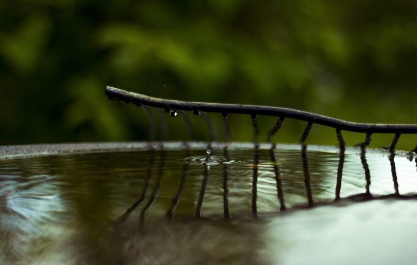 SGotas de lluvia cayendo sobre el agua Rama con gotas de agua goteando sobre una superficie líquida, formando ondas concéntricas.