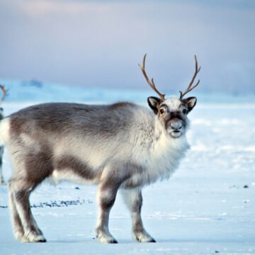 Reindeer in SvalbardRentiere in Spitzbergen Reno de pie sobre un paisaje nevado del Ártico, con otro ejemplar al fondo bajo un cielo frío y despejado.