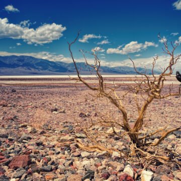 Soledad en el desierto Paisaje árido con un arbusto seco y un cuervo posado sobre una rama, bajo un cielo azul con nubes dispersas.