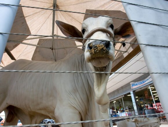 Colombia prohíbe las corridas de toros