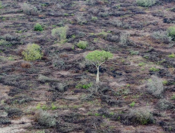 Alarmante ritmo de desmontes en La Macarena