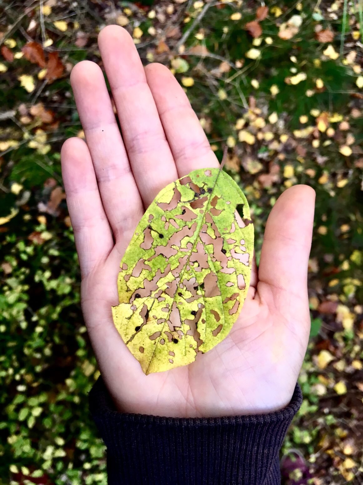 GREENPEACE hace un llamado: la nueva legislación sobre agrotóxicos permite que el peligro silencioso se instale