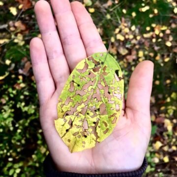 GREENPEACE hace un llamado: la nueva legislación sobre agrotóxicos permite que el peligro silencioso se instale GREENPEACE hace un llamado: la nueva legislación sobre agrotóxicos permite que el peligro silencioso se instale