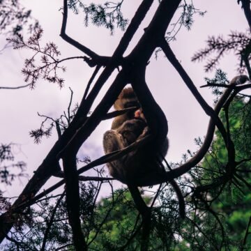 Destapó una red ilegal de caza y tráfico: un argentino recibirá el mayor premio a la protección de la fauna silvestre Destapó una red ilegal de caza y tráfico: un argentino recibirá el mayor premio a la protección de la fauna silvestre