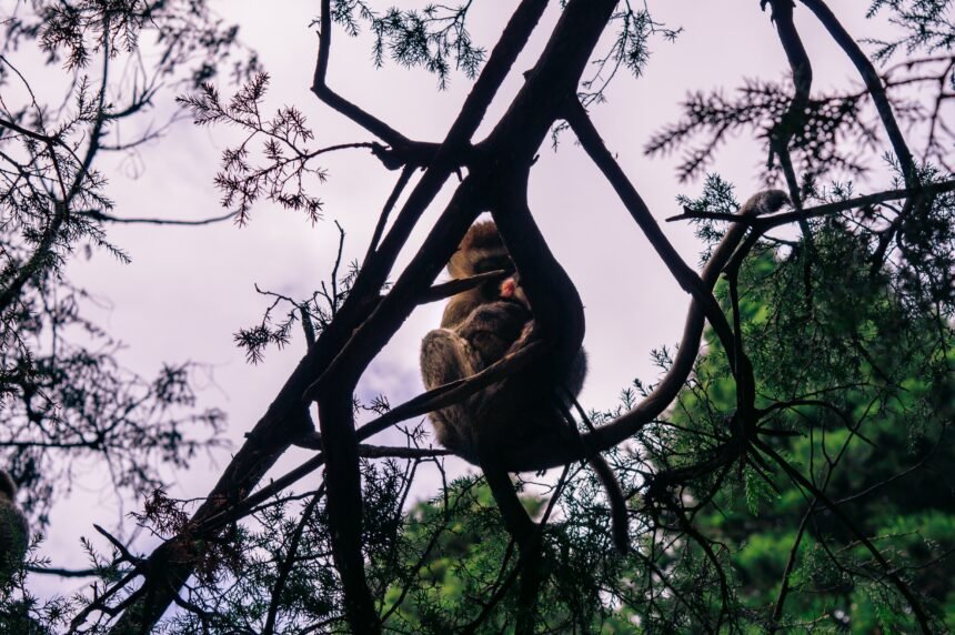 Destapó una red ilegal de caza y tráfico: un argentino recibirá el mayor premio a la protección de la fauna silvestre