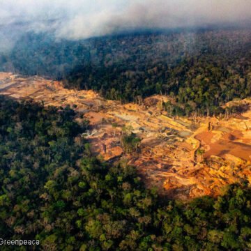 Contra la deforestación: 8 de cada 10 argentinos espera más del gobierno Contra la deforestación: 8 de cada 10 argentinos espera más del gobierno