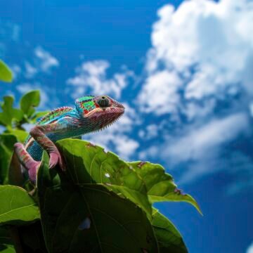 “Animales en Peligro”: la serie de Greenpeace con Natalia Oreiro reabre el debate sobre la crisis de biodiversidad en Argentina