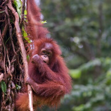 Greenpeace y Natalia Oreiro presentan Animales en Peligro: una travesía para proteger la vida silvestre de Sudamérica