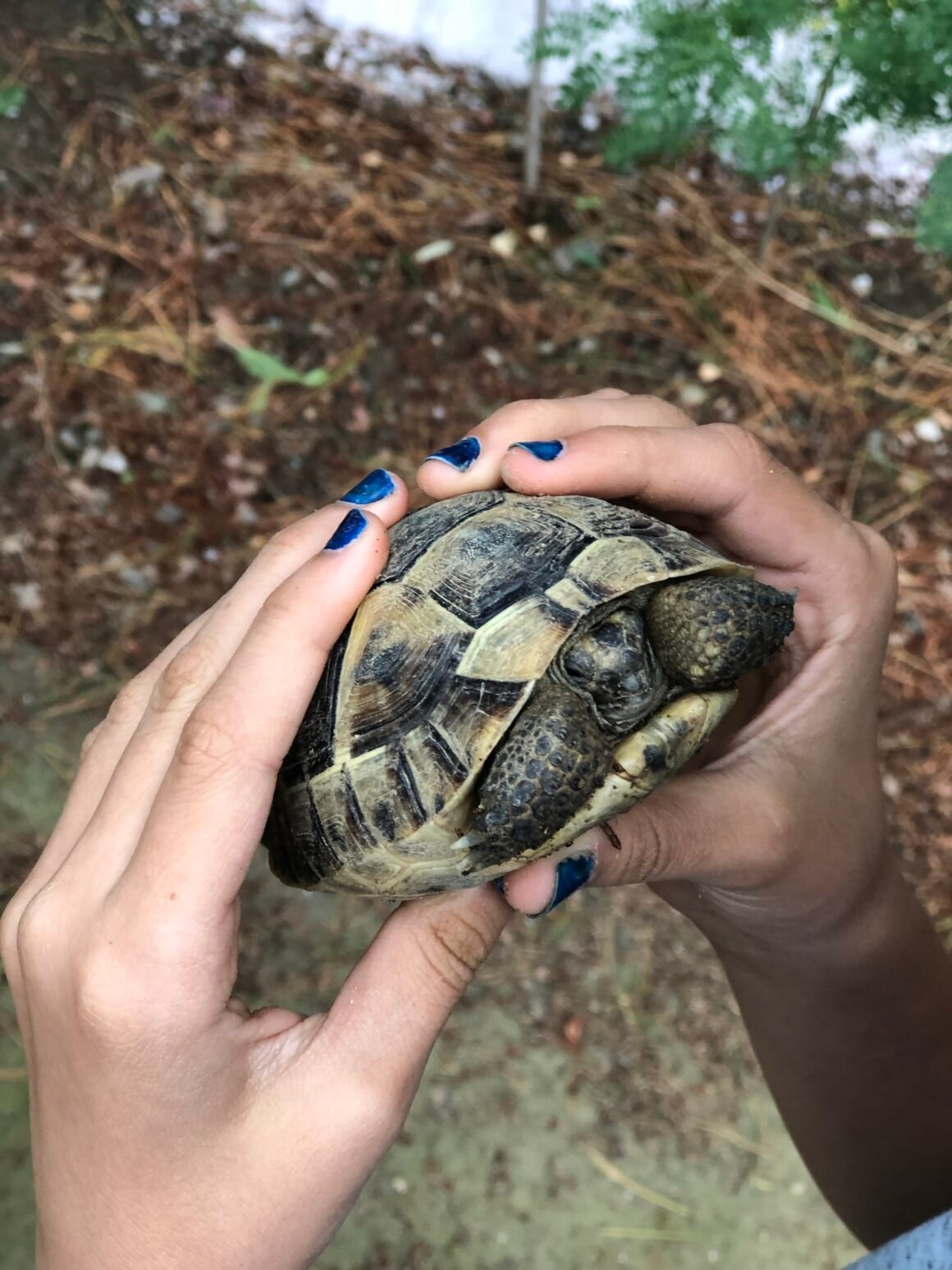 Detrás de cámara de Animales en Peligro: el rodaje de la serie de Greenpeace y Natalia Oreiro, que presta su voz a los animales del continente