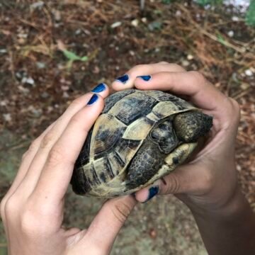 Detrás de cámara de Animales en Peligro: el rodaje de la serie de Greenpeace y Natalia Oreiro, que presta su voz a los animales del continente