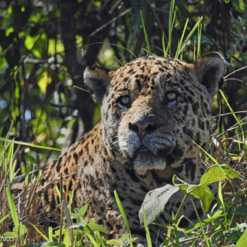 Estrategias y desafíos actuales para la protección del jaguar en Colombia