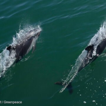 Balance ambiental Chile 2025: entre nuevos avances y deudas de protección del medioambiente Balance ambiental Chile 2025: entre nuevos avances y deudas de protección del medioambiente