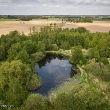 Un pez emblemático reaparece en los humedales de Bogotá
