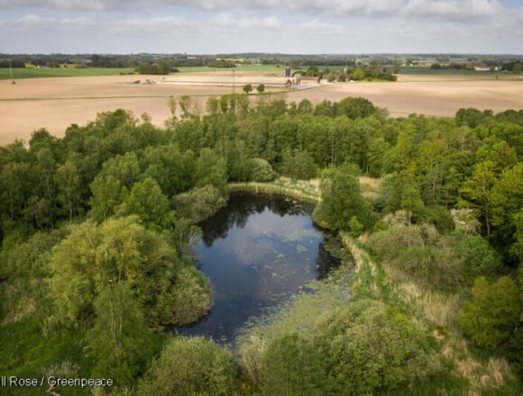 Un pez emblemático reaparece en los humedales de Bogotá Un pez emblemático reaparece en los humedales de Bogotá