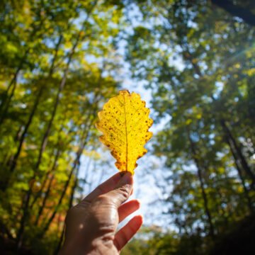 El ambiente como concepto integrador. La idea de calidad de vida.