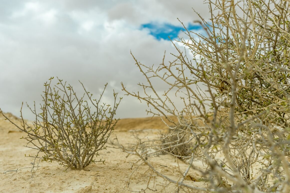 La segunda conquista del desierto, la recuperación de los ecosistemas La segunda conquista del desierto, la recuperación de los ecosistemas