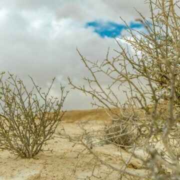 La segunda conquista del desierto, la recuperación de los ecosistemas La segunda conquista del desierto, la recuperación de los ecosistemas